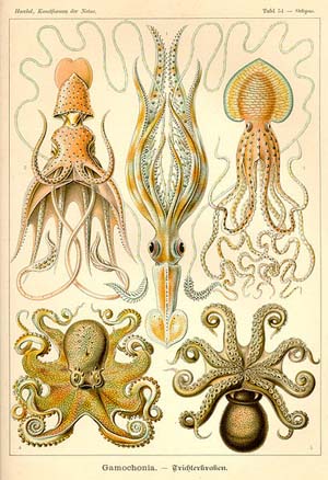 The 54th plate from Ernst Haeckel's Kunstformen der Natur (1904), depicting organisms classified as Gamochonia; image in the public domain