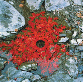 Andy Goldsworthy. Sorry, I don’t know the title of this one.