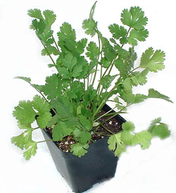 Stupid cilantro. Mine sure doesn’t look like this. It’s all listing to the side, and threateningly yellow.