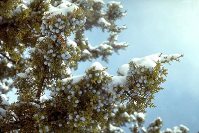 snow on juniper tree